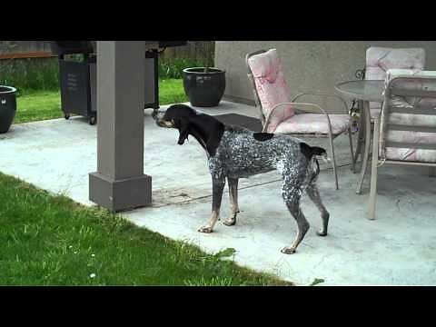 BLUETICK COONHOUND BAYING AT A FAKE BEAR I MADE