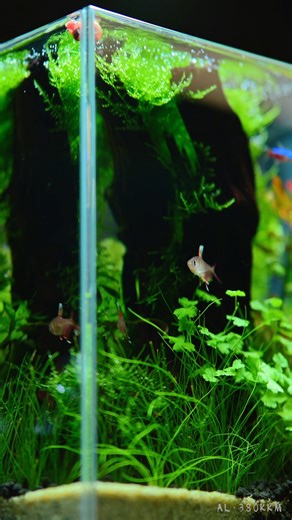 Mini aquarium on the desk#fishkeeper #aquascape #aquascapes #fishtank #aquariumsupplies #aquariumlife #aquarium | A&Aqua Pro