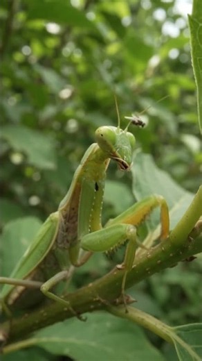 This Insect Has TRUE 3D Vision!😱👀 | Praying Mantis #Shorts #wildlife #animals #mindblownfacts #facts