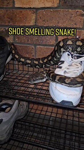 Encounter with a Shoe-Dwelling Coast Carpet Python