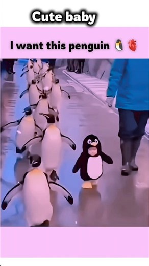 Pretty Little Baby॥ cute baby penguin ॥ #lyrics​ #songlyrics​