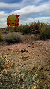 #rescueanimals #horse #RanchLife | The Farm on Route 66