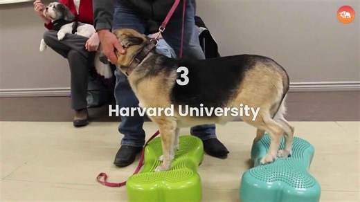 5 U.S. Colleges With Therapy Dog Programs!