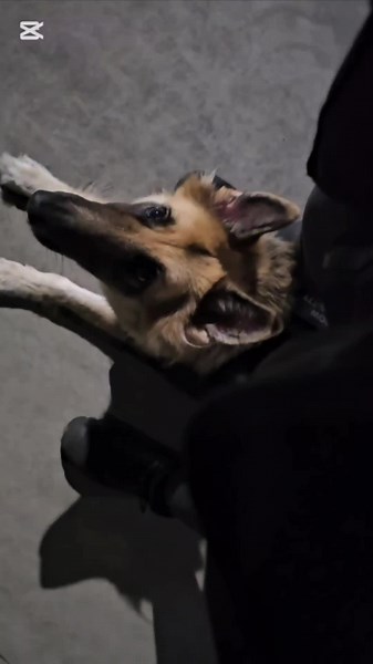 "Peasant won't let me chew" 🐾 #capcut #worklife #security #2025 #K9 #...