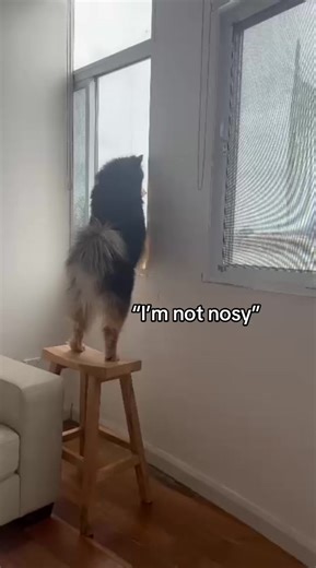 Understanding Finnish Lapphund Behavior