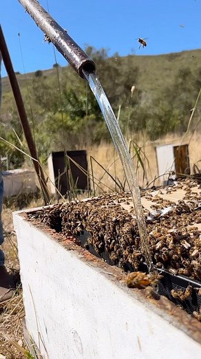 15K views · 155K reactions | Preparing our hives for the fall season with a feeding!  #california #bees #beekeeper #beekeeping #savethebees #insects #animals | California Bee Company | Facebook