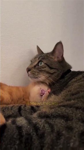 Cutest Cat Cuddle Turns Into Chaos!