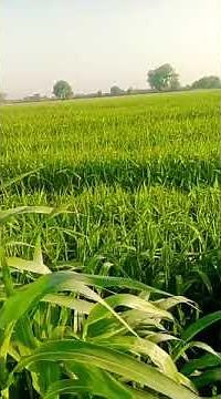 High Yield Pearl Millet Farming | Secret to Boost Crop Production! Growth Stage | Farm Update