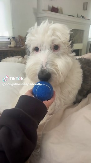 How to Put on a Dog Harness: Step-by-Step Guide