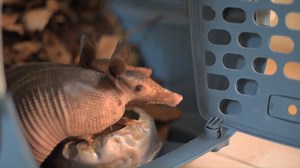 Thanks to your support, these rescue armadillos are being nursed back to full health by the AIUNAU Foundation so they can then be released back into the wild. We love how active they look! Don’t you agree? | World Animal Protection New Zealand