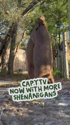CapyTV: Now with More Shenanigans!