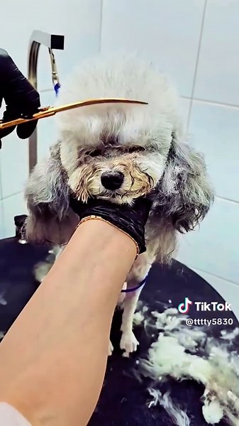 Did you know facts video #didyouknow #funfacts #sytisfying #factvidoes #facts #funyvideo #asmarvideo #trending #viral