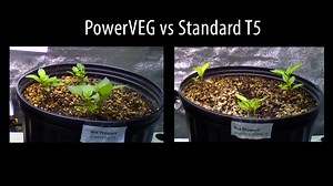 2.7K reactions · 878 shares | Looking to grow bigger, better plants? PowerVEG T5 grow lights can be the key to better overall plant growth. | EYE Hortilux | Facebook