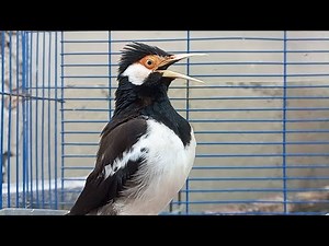 Suara Burung Jalak Suren Gacor Full Variasi - Pancingan Jalak Suren Agar Gacor Full Isian Mewah
