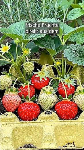 Propagating Strawberries Made Easy With This Household Remedy