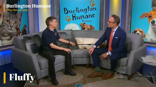 3.1K views · 102 reactions | Fluffy stole the show on CP24 Breakfast this morning! He charmed everyone with his calm, friendly personality and impeccable manners. Way to go, Fluffy! | Burlington Humane Society | Facebook