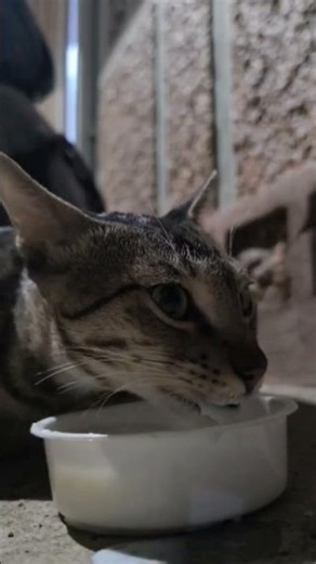 Wait till the last second… the way this cat drinks milk will surprise you in slow motion 🐾🥛