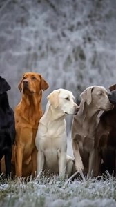 #akc #silverlab #racecard | GLIB - Guild of Labrador Improvement Breeders
