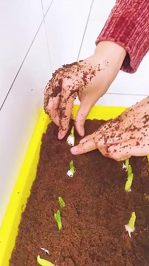 Padberg Daubert on TikTok