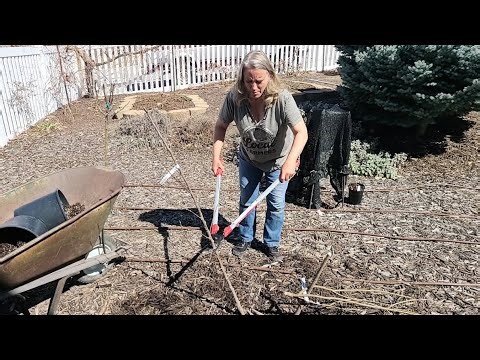How to Keep Your Fruit Trees Small by Planting More Than One in the Same Hole and With the First Cut