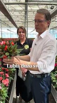 Niedocenione niecierpki - skradną Wasze serca