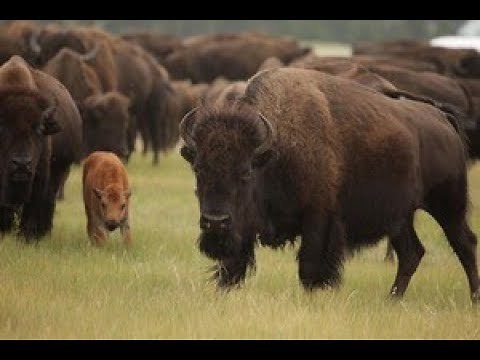 America Indomable - Bosques Y Selvas (Capitulo 4, Español Latino)