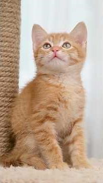 How to Keep Your Cat Flea-Free #cats #fleas