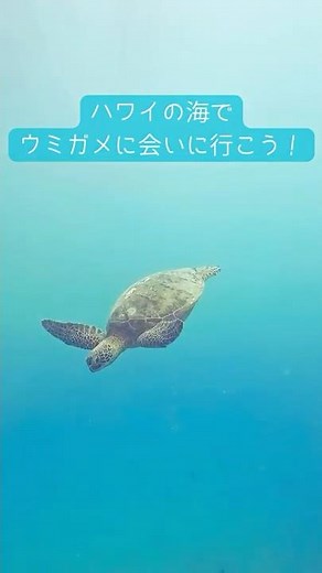 ハワイの幸せの象徴に会いに🌈 ウミガメと泳ぐ！癒しと冒険のシュノーケリング体験
