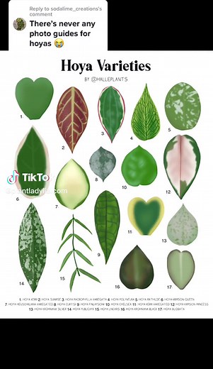 Identifying Different Types of Hoya Plants: A Comprehensive Guide