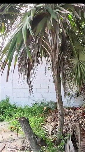 Tulum: el pueblo fantasma del bienestar #tulum #amlo