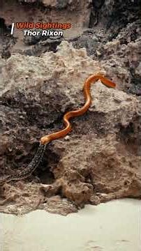 Snake Cheats Death as It Slides Out of a Cobra’s Throat