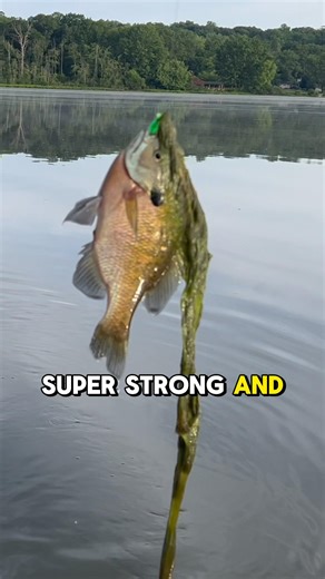 Beginner Fishing SETUP To INSTANTLY Catch MORE Fish! 🎣 #shorts #fishing