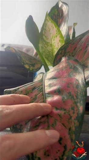 Plants You Can Grow Over Your Fish Tank (Chinese Evergreen, Purple Heart & Pothos)