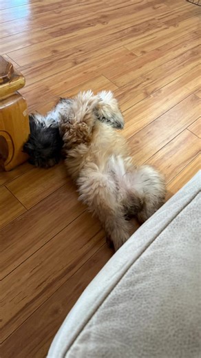 Silly willy😝 #wheatenterrier #softcoatedwheatenterrier #puppy #puppytok