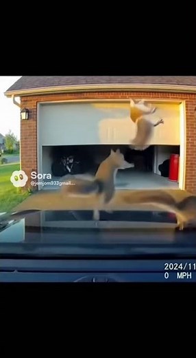 Squirrel Attacks – Unexpected Moment Caught on Camera!