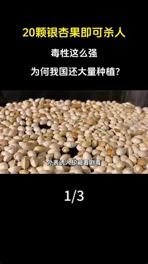 20顆銀杏果即可殺人，毒性這麼強，爲何我國還大量種植？#銀杏#植物#科普#漲知識