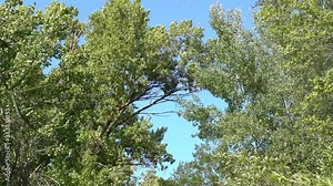 poplar tree moving in the wind