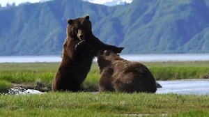 Alaskan Monster Bears Go At It. | Ellen Roman