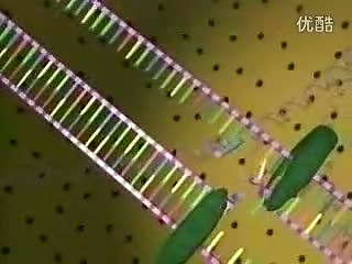 DNA复制过程三维动画