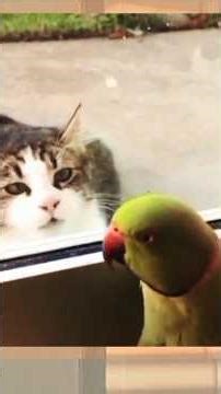 Cat duet🐱Rossini🎶Duetto buffo di due gatti