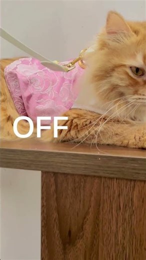 Birkinpet Harness Kucing lucu!