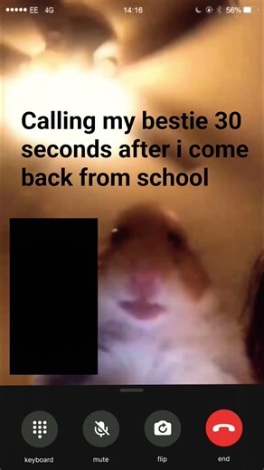 hamster calling meme
