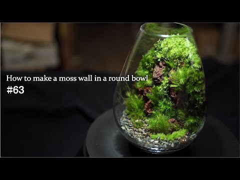 【苔テラリウムの作り方】丸いガラス容器に苔壁を作る方法 #63