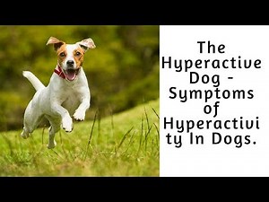 The Hyperactive Dog - Symptoms of Hyperactivity In Dogs
