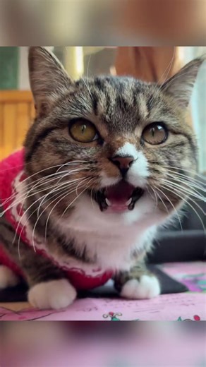 Singing Kitty: The Most Adorable Cat Videos