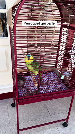 Perroquets qui parlent : découvrez leurs talents étonnants