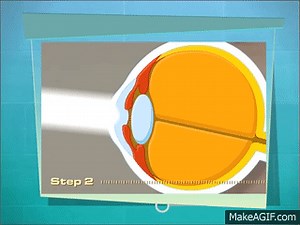 "How Light Enters The Eye" Educational Video on Make a GIF