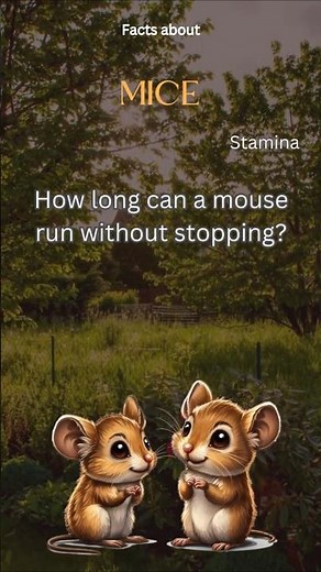 Mouse Fact 12 - How long can a mouse run without stopping?