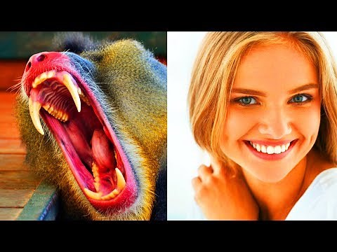 DEBUNKED: "Humans Are Designed To Eat Meat"