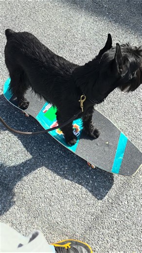 skateboard dog #dogtraining #dogtrainer #kk9 #puppy #dogcoach #shorts #skateboarding